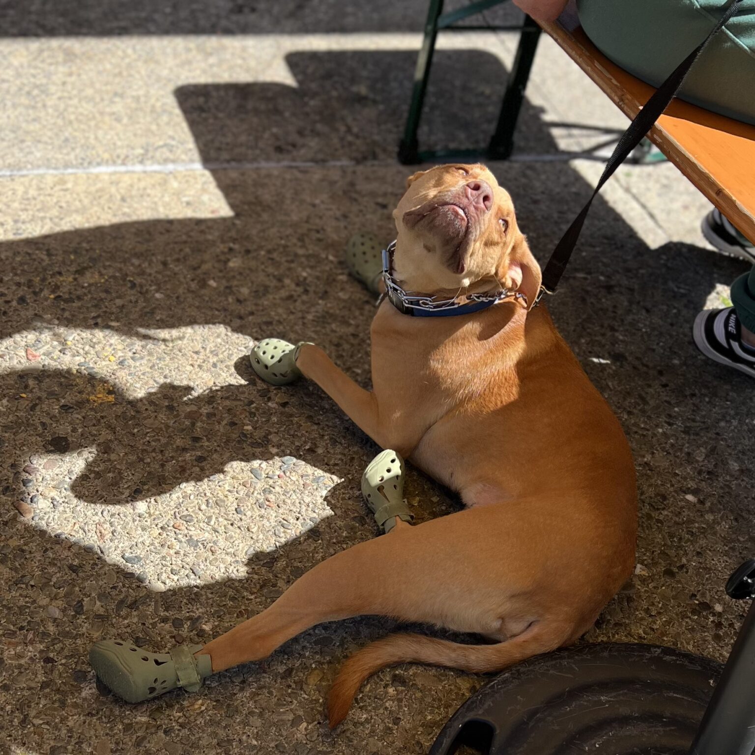 American Pit Bull Terrier Mix