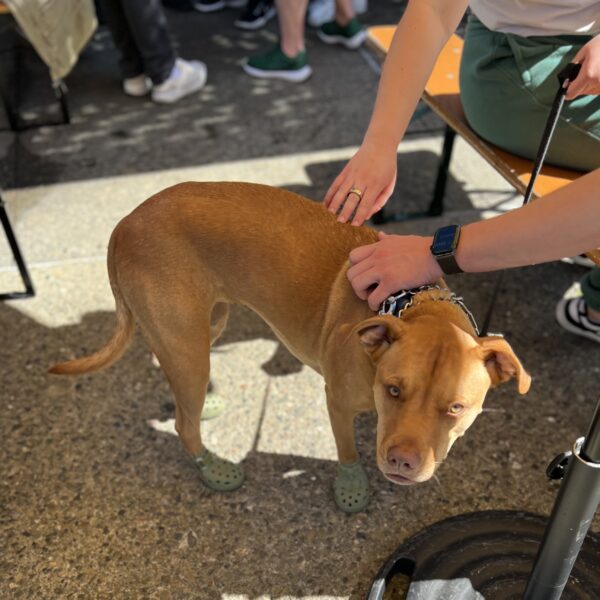 American Pit Bull Terrier Mix