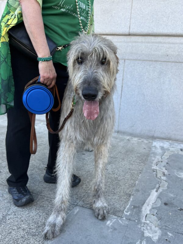 Irish Wolfhound