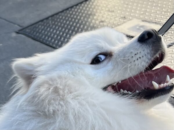 American Eskimo Dog Looking Goofy And Impish