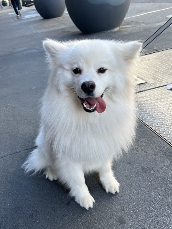 American Eskimo Dog Looking Oddly Square