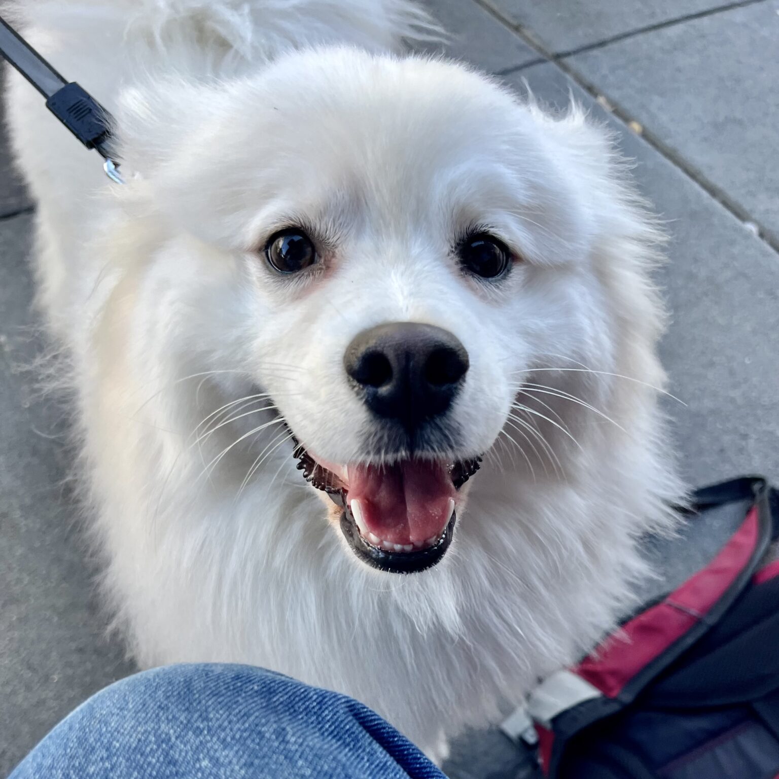 American Eskimo Dog Looking Happy