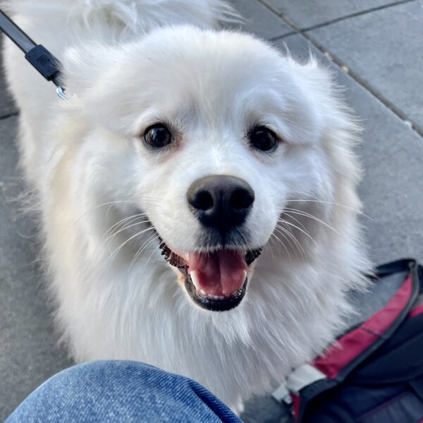 American Eskimo Dog Looking Happy