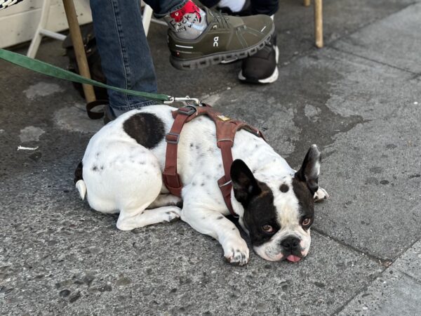 French Bulldog Looking Somewhat Deflated