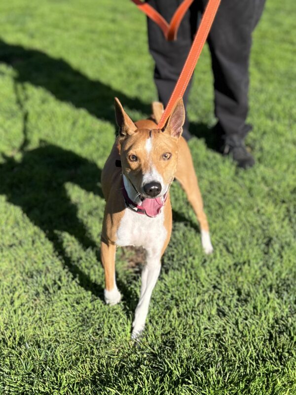 Basenji Running Towards Camera