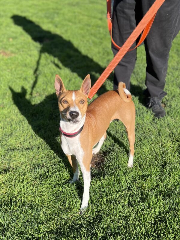 Basenji Looking Goofy