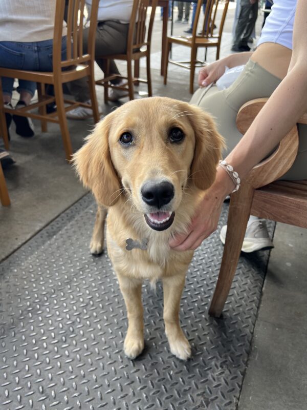 Golden Retriever Puppy Looking Cheerful