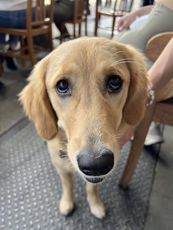 Golden Retriever Puppy Looking Plaintive