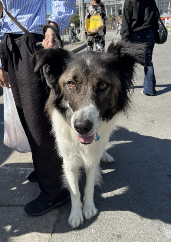 Greek Shepherd Looking Happy