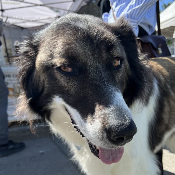 Greek Shepherd Looking Mischievous
