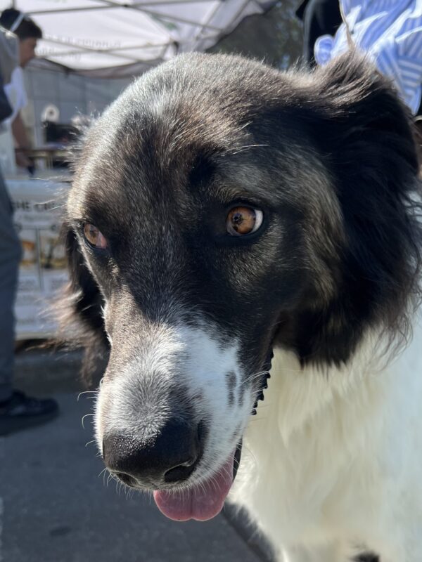 Greek Shepherd Looking Goofy