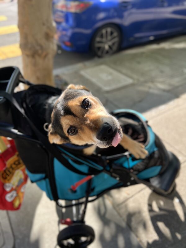 German Shepherd Mix Puppy In A Stroller