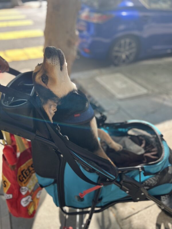 German Shepherd Mix Puppy In A Stroller