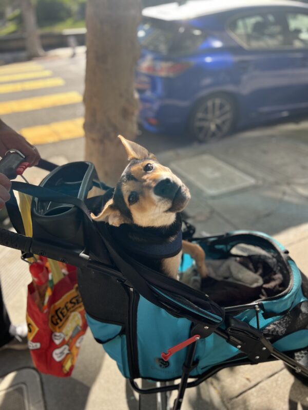 German Shepherd Mix Puppy In A Stroller
