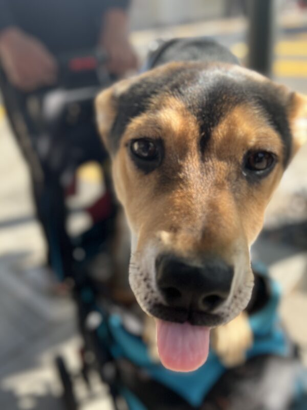 German Shepherd Puppy Trying To Lick The Camera