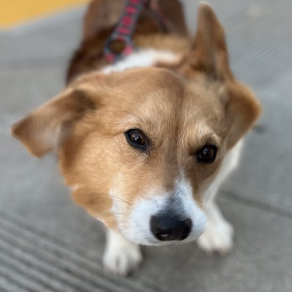 Pembroke Welsh Corgi Shaking Herself