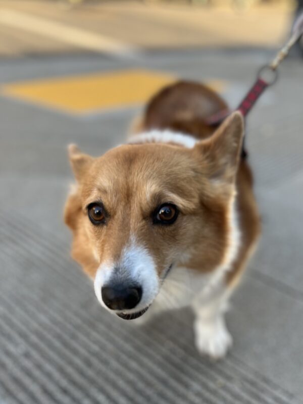 Pembroke Welsh Corgi