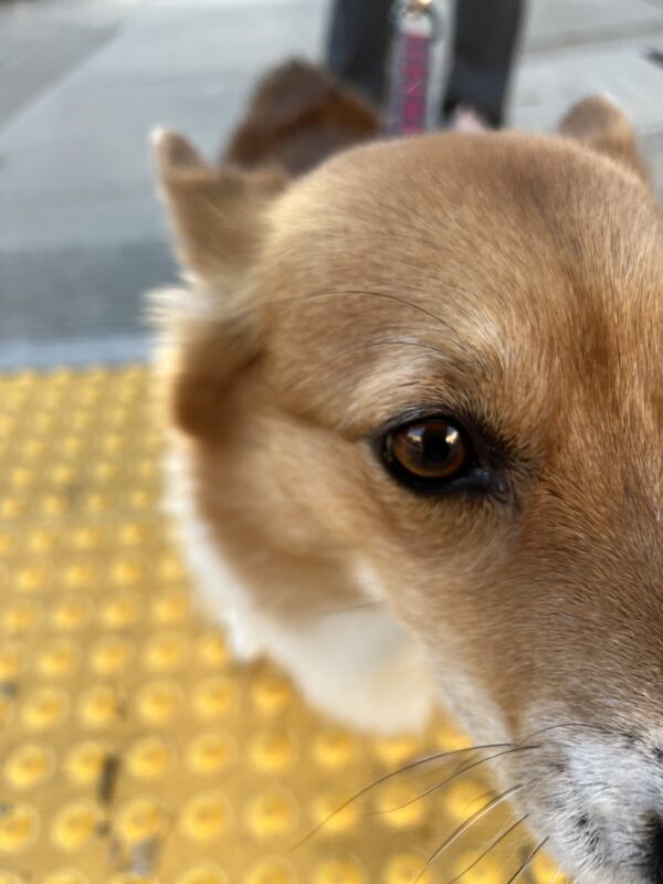 Pembroke Welsh Corgi Staring Into The Camera
