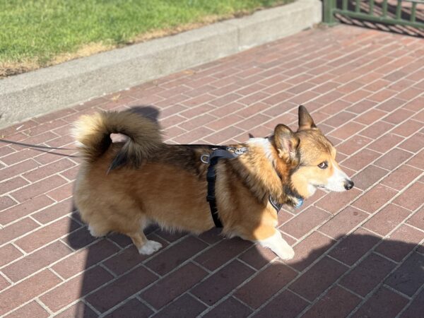 Pembroke Welsh Corgi German Shepherd Mix