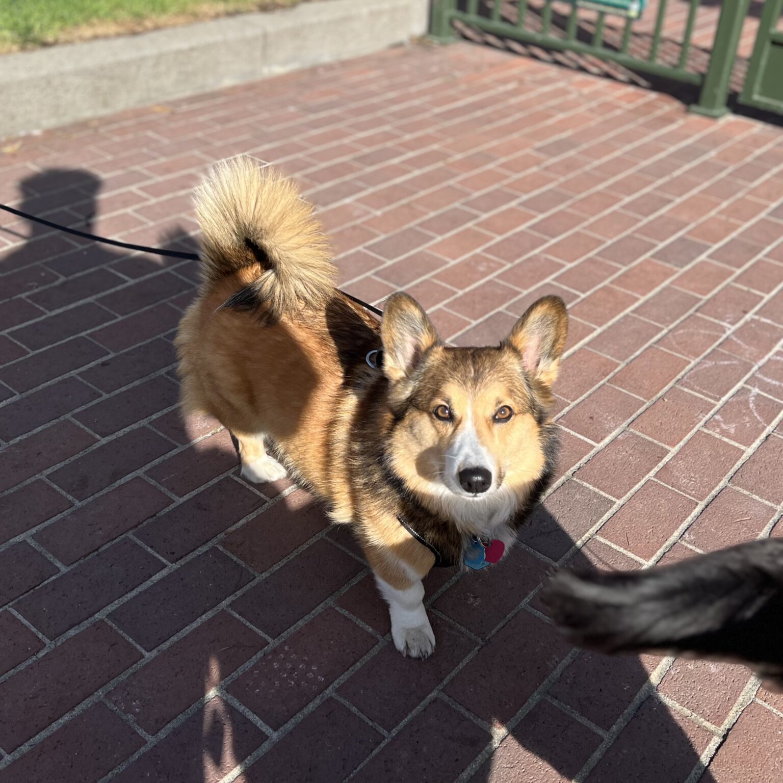 Pembroke Welsh Corgi German Shepherd Mix