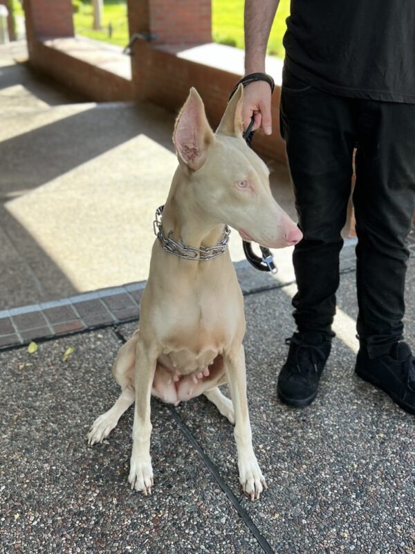 Blond (Dilute) Doberman Pinscher