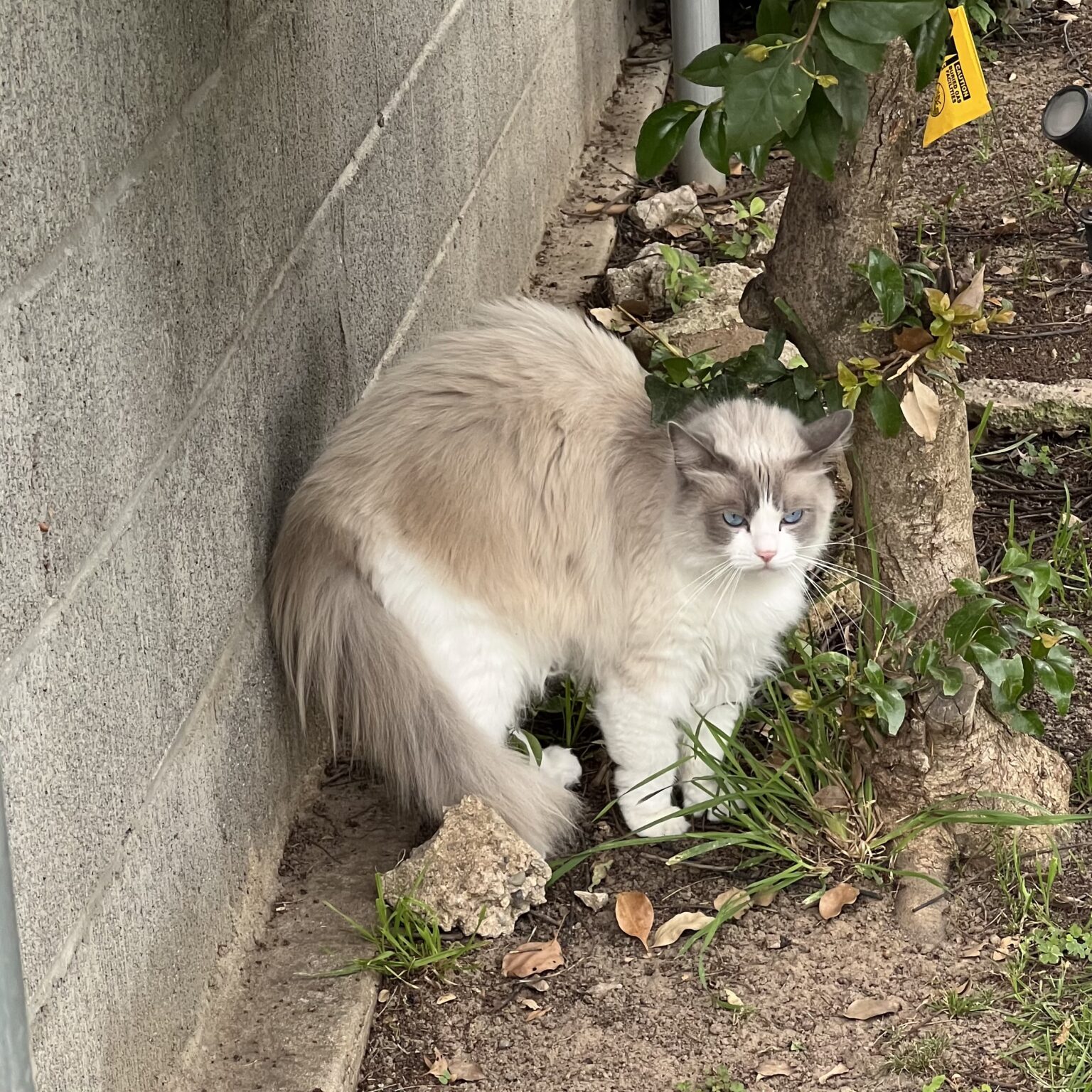 Grey, Tan, And White Fluffy Cat Looking Disgruntled