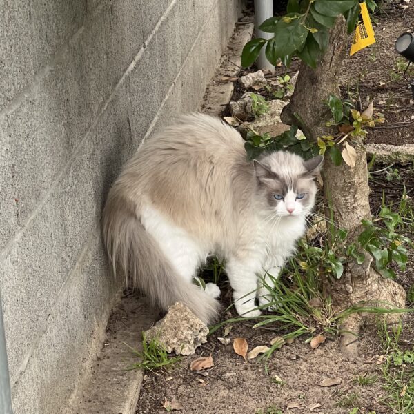Grey, Tan, And White Fluffy Cat Looking Disgruntled