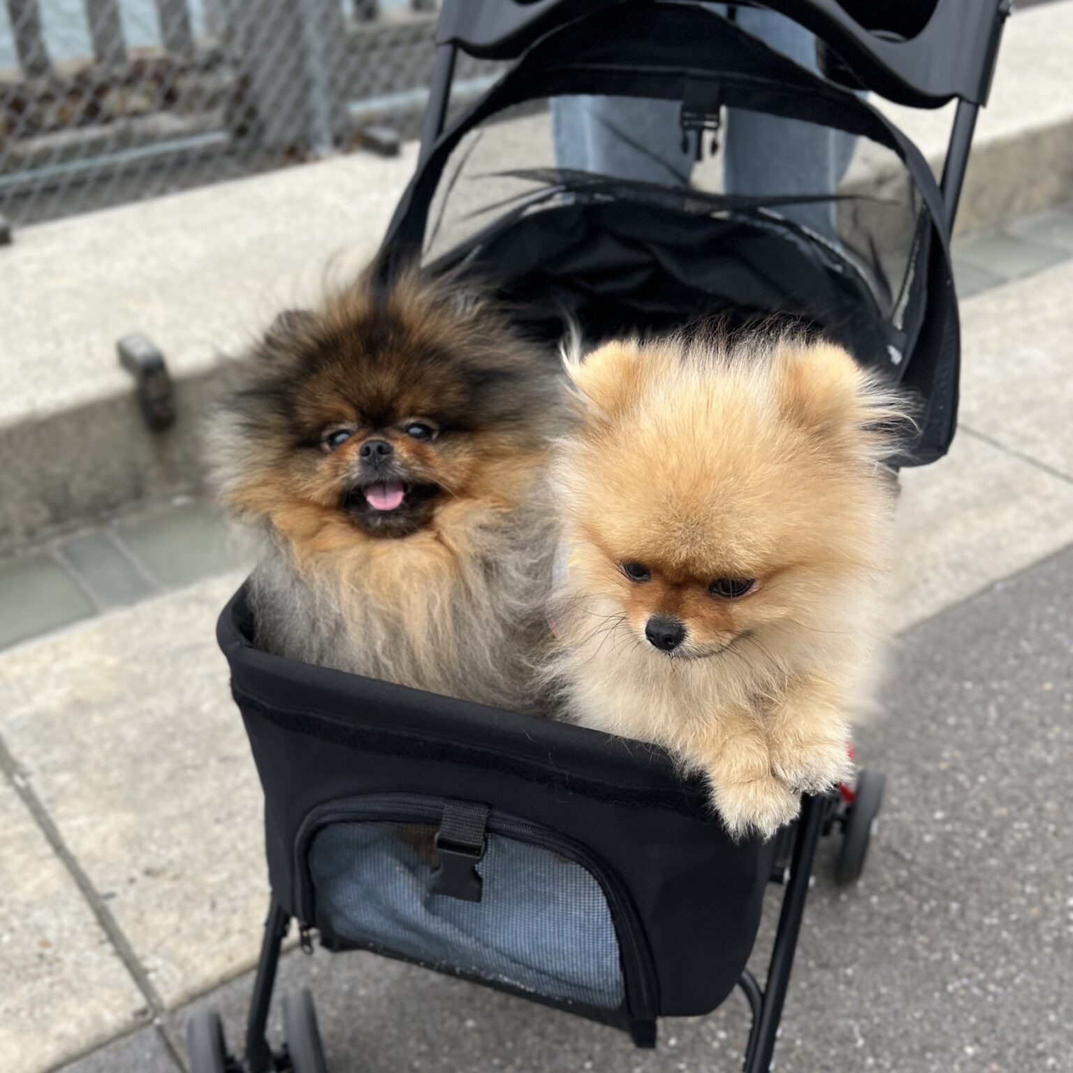 Two Pomeranians In A Baby Carriage