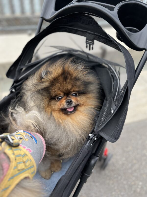 Pomeranian In A Baby Carriage