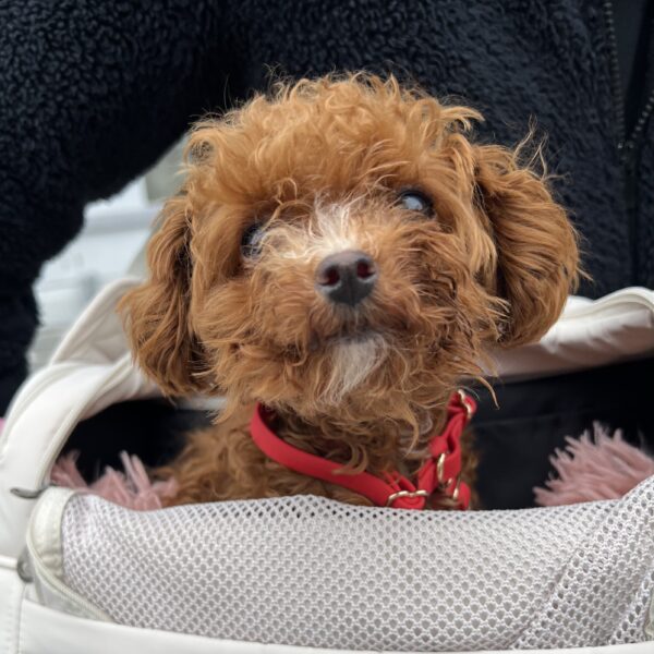 Toy Poodle In A Handbag