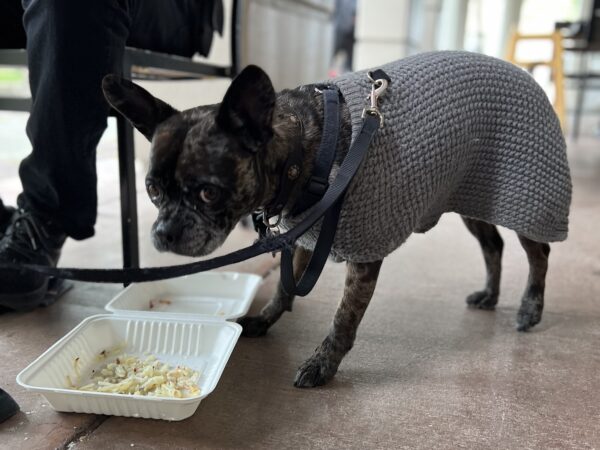 French Bulldog American Staffordshire Terrier Mix In A Sweater Eating Hash Browns