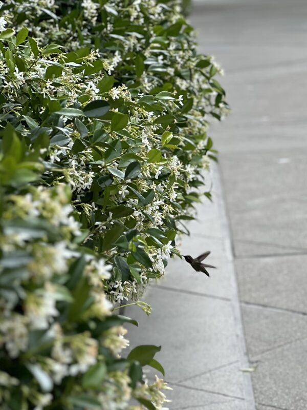 Anna's Hummingbird At Jasmine Flowers