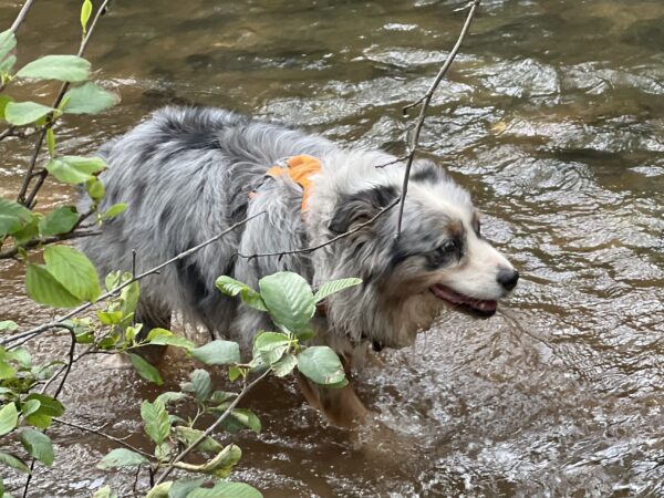 Blue Merle Australian Shepherd In A Stream