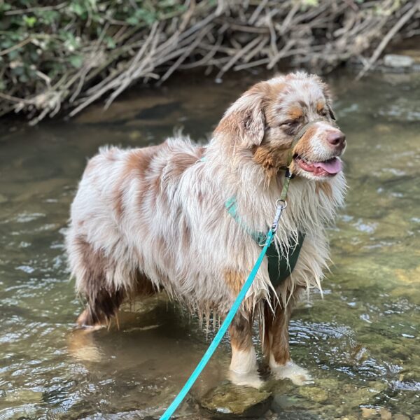 Red Merle Australian Shepherd Standing In A Stream