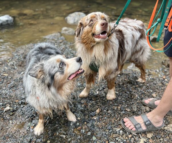 Blue Merle And Red Merle Australian Shepherds