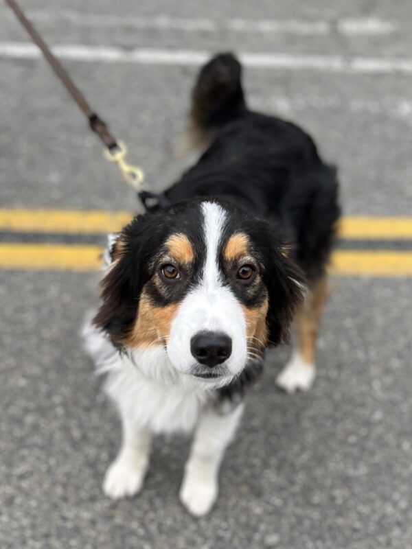 Australian Shepherd Puppy
