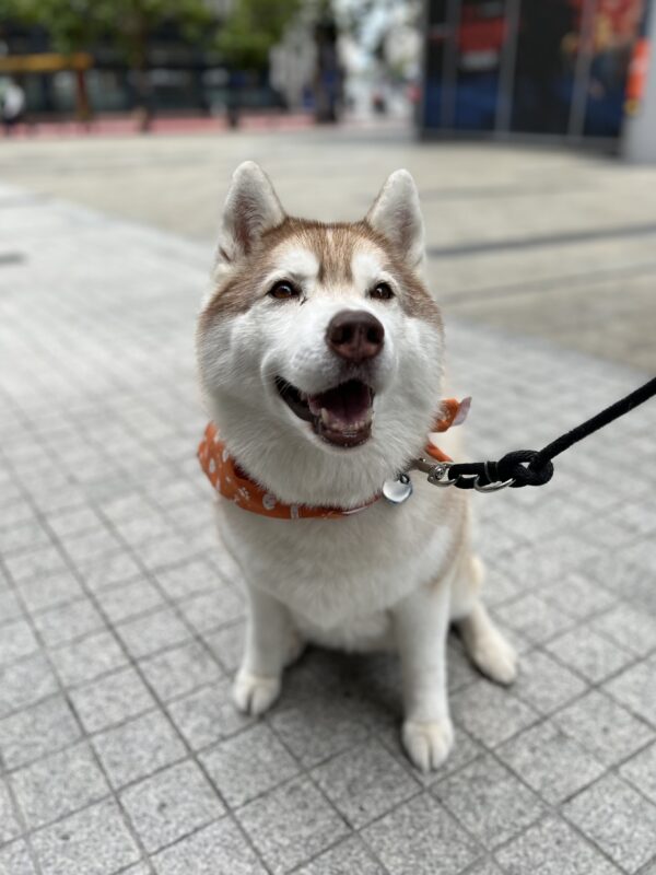 Siberian Husky Grinning