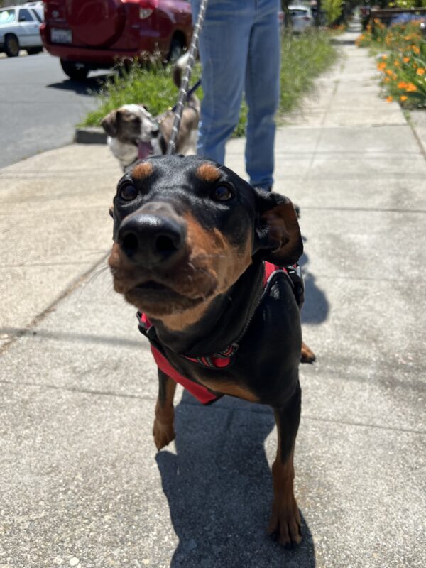 German Pinscher Sticking His Snoot Into The Camera