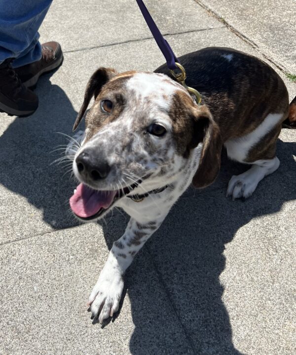 Pembroke Welsh Corgi Dalmatian Mix Grinning