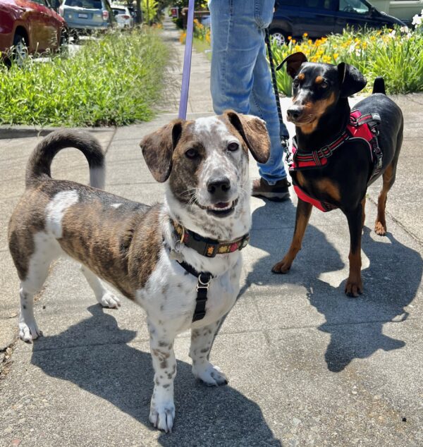 Two Very Alert And Chipper Dogs