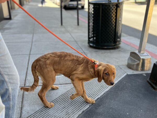 Golden Retriever Puppy Looking Very Intimidated