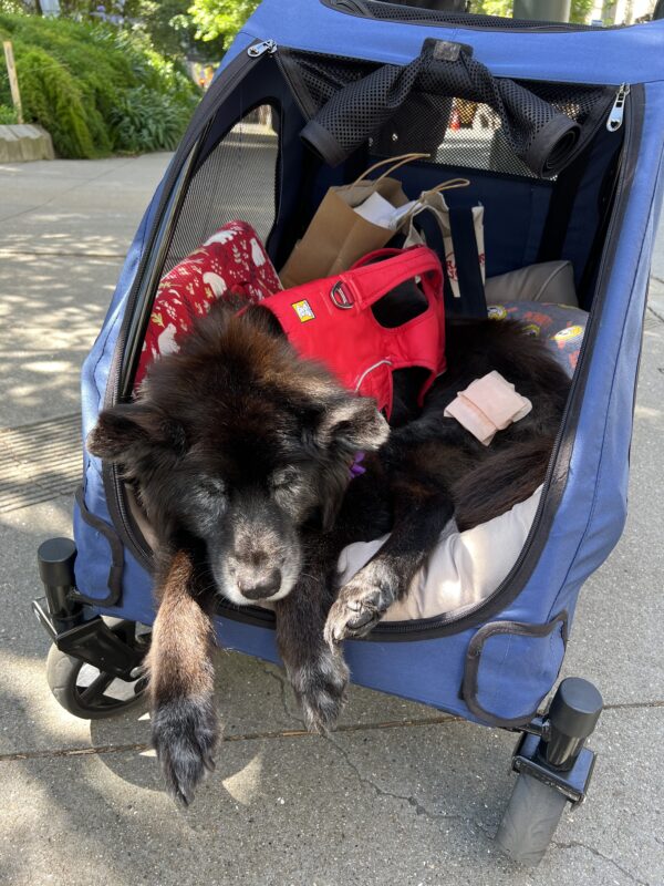 Fluffy Old Mixed Breed Black Dog Napping In A Stroller