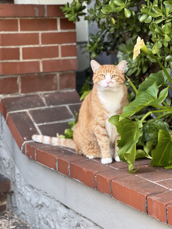 Well naturally I was well-behaved, I am a perfect gentleman! Marmalade Tiger Tabby Cat With White Bib
