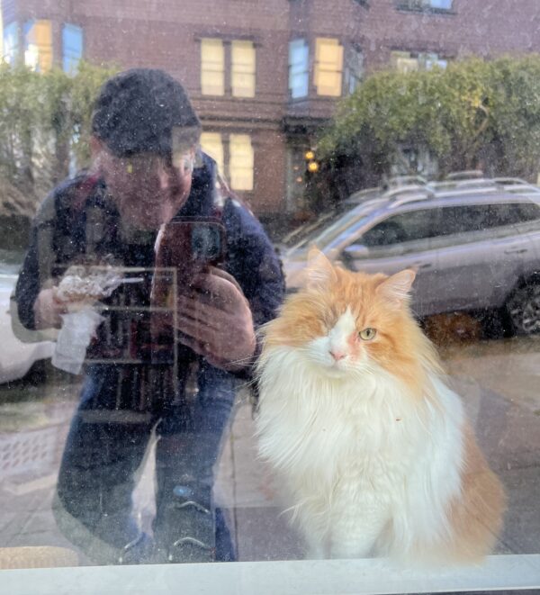 Cat In Window