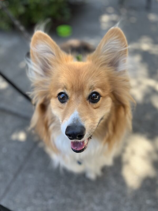Fluffy Tricolor Corgi With Ridiculous Ear Fluff