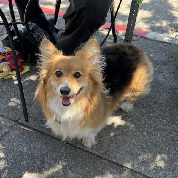 Fluffy Tricolor Corgi With Ridiculous Ear Fluff