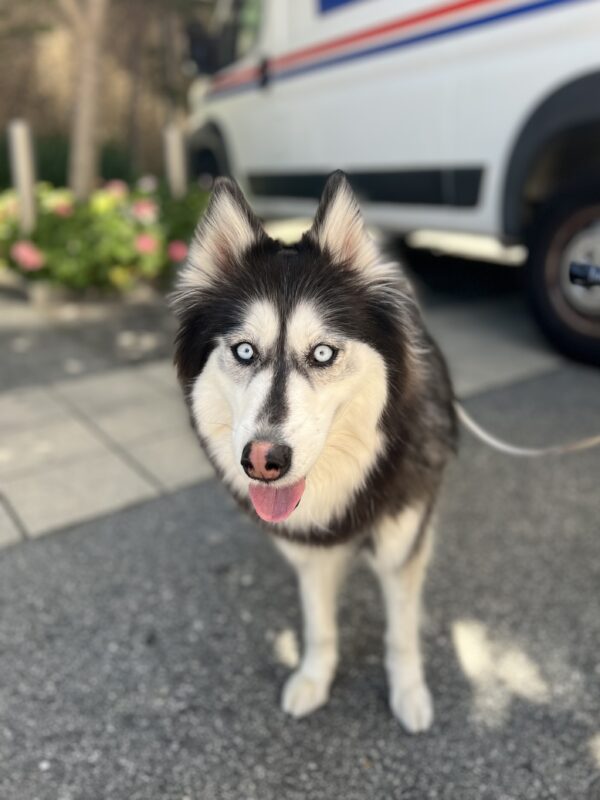 Hmm... well, I dunno... I think... uhhh... yeah, I, uhhh... what was the question again? Siberian Husky With Possibly Some Pomeranian With Blue Eyes