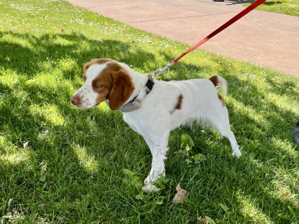 Brittany Spaniel Pulling At Her Leash