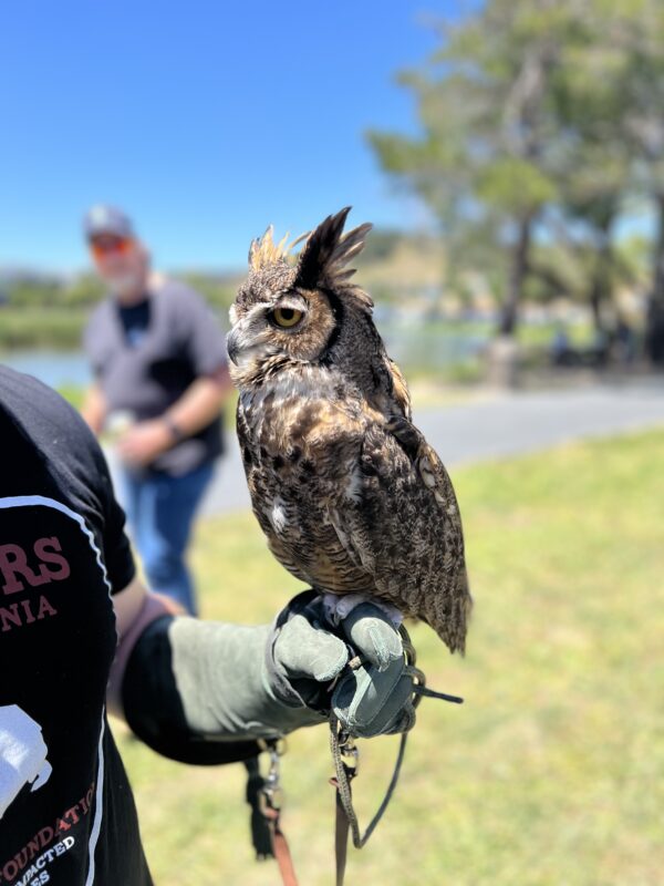 Small Great Horned Owl On Man's Hand