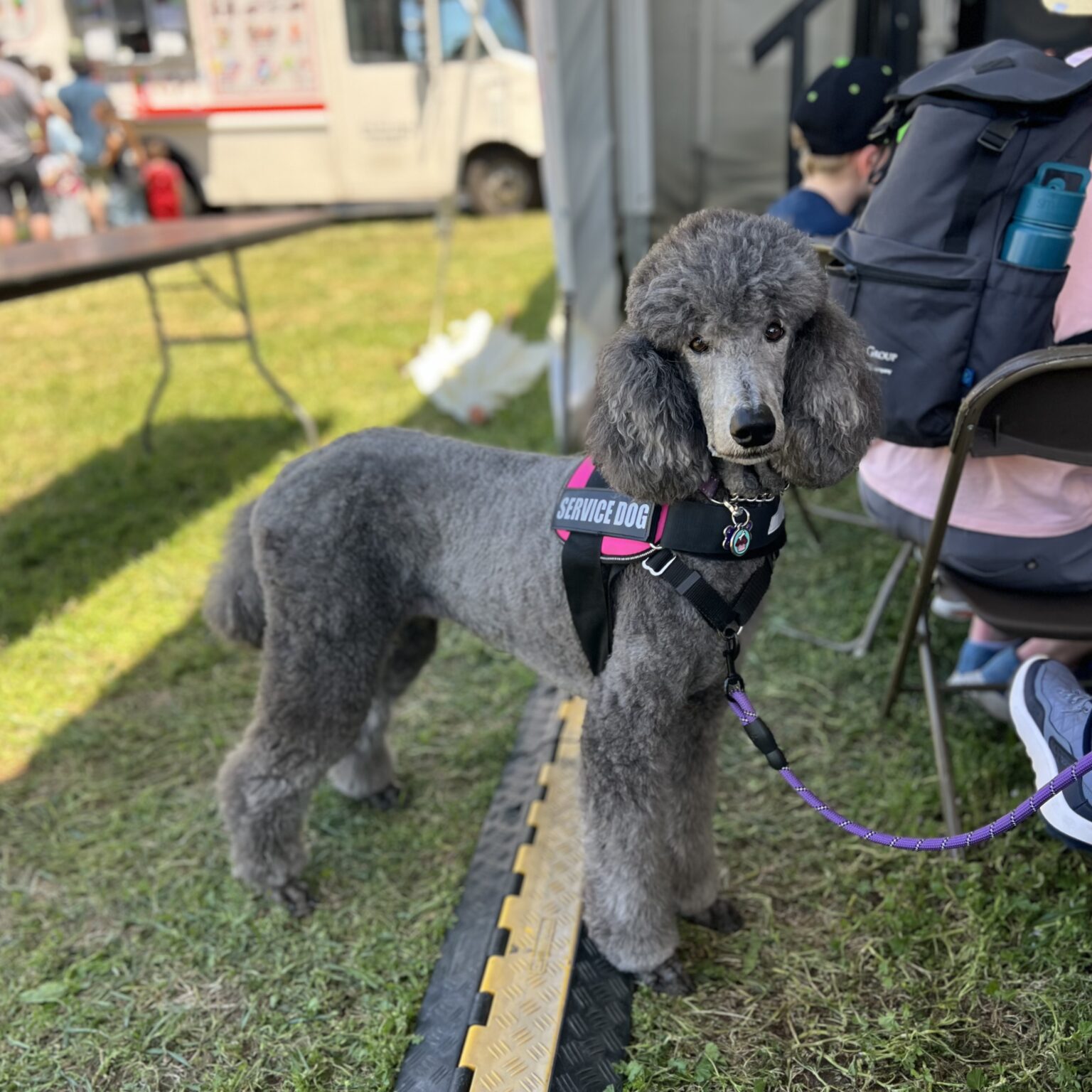 Blue Standard Poodle In A Service Dog Vest